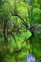 Attributories of the mighty Amazon